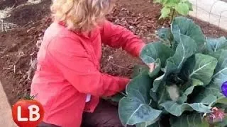 Growing Cauliflower Curbside | Late Bloomer | Episode 2