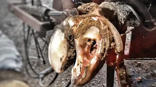 🔴 Cow 9002 ** INSTANT RELIEF COW with PUS filled CAVITY  Abscess Burst Open EXTREMELY SATISFYING