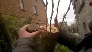 Щеплення груші на яблуні. Прививка груши на яблоню. Grafting pear on apple