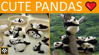 Aww 💗 Cute And Funny Panda Compilation 💗 - Swepako Pets Video 2020