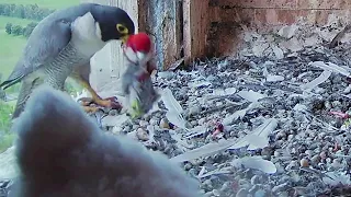 FalconCam Orange CSU~Mom brings a parrot for dinner! Yurruga isn't hungry~5:32 PM 2021/11/06