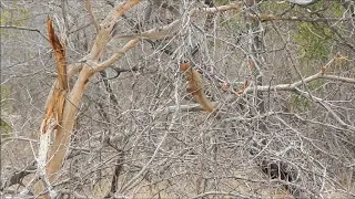 Mongoose attacking Black Mamba