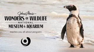 Penguin Parade with JOHNNY MORRIS' WONDERS OF WILDLIFE NATIONAL MUSEUM & AQUARIUM