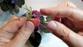 African Violet Propagation by Blossom Stems