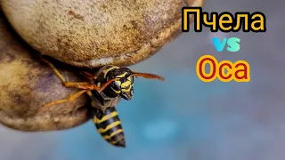 Жизнь драконов🐝#11. Укус осы,больнее чем пчелы❓