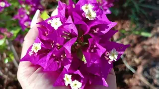 AS ROSAS DO DESERTO ESTÃO LINDAS, MAS AS BOUGAINVILLES OU PRIMAVERAS NÃO FICA PRA TRAZ🥰🥳🐝