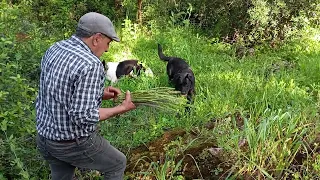 después de una tarde de leña, vamos por los espárragos para la tortilla