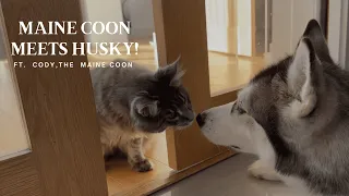 Maine Coon Kitten Meets Husky! (New Cat and Dog Friendship?!)