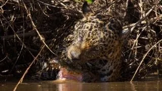 Jaguar Vs Caiman Brazil Pantanal 2010