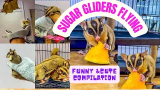 Sugar Gliders Flying | Funny & Cute Compilation #sugarglider #funny