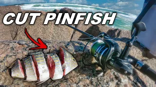 what happens when you use cut pinfish and shrimp for bait at the smallest jetties??