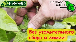 ЖУКАМ КРАНТЫ! КОЛОРАДСКИЙ ЖУК и БЛОШКИ НЕ ПРОБЛЕМА! Без сбора и химии - только природное средство.