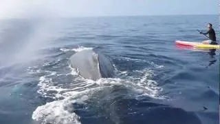 HULAKAIJAPAN meet the humpback whale by SUP.