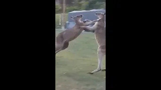 Kangaroos fight collides with family tent in New South Wales