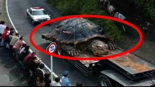 Monstrous Killer Turtle Captured in Indiana