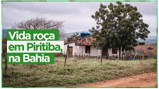 Cenas rurais que marcaram a vida de muita gente - Piritiba, Bahia