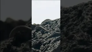 Iguana vs Snakes. marine iguanas are attacked by racer snakes hunting on mass by bbcearth