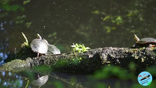 Rotwangen Schmuckschildkröte in der Mastau