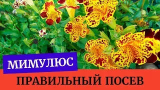 Мимулюс из семян! Начинаем выращивать. Как правильно посеять мимулюс