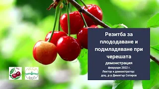 Резитба при черешата за плододаване и подмладяване