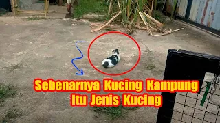 Sebenarnya Kucing Kampung Itu Jenis Kucing Apa???