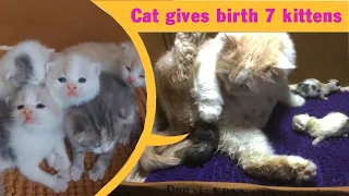 Cat Gives Birth To 7  Kittens - Cat Giving Birth - Part 1