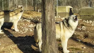 A Wolf duet.