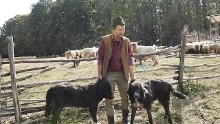 22 CAINI CIOBANESTI ROMANESTI LA STANA LUI MARIN CHIOJDEANU CAINI BUNI DE SALBATICIUNI.PREZENTAREA