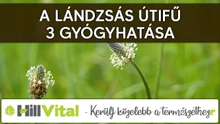 A lándzsás útifű 3 fontos élettani hatása - HillVital