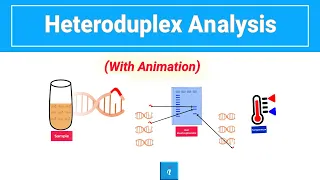 Heteroduplex Analysis (with animation)