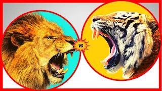 (SOUTHERN AFRICAN) LION vs (BENGAL) TIGER - Who Would Win a Fight to Death?