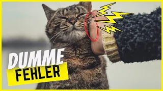 Top 10 dumme Fehler im Umgang mit deiner Katze 🌩