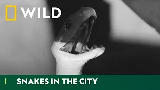 A Black Mamba Death Trap | Snakes In The City | National Geographic WILD UK