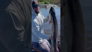 Pulling a 49” out of the net. #musky #muskie #canada #sunsetcountry #rangerboats #daiwa