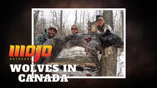 4 Days Hunting Wolves in the Canadian Wilderness