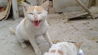 Protective Mother Cat Hissing At Human For Touch Her Kitten || Don't Touch Her ||