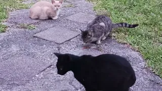 CAT DRAMA