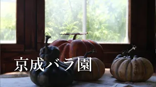[4K]Keisei Rose Garden 京成バラ園 /Lensbaby