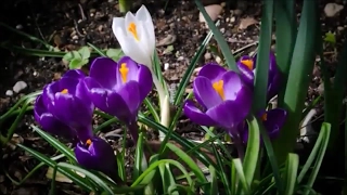 Saffron Crocus flowers bloom Time Lapse (Quiet Mountain - AnZan)