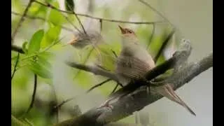 Голоса птиц в природе. 1-2 утро в лесу   ,The song of birds.
