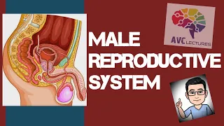 MALE REPRODUCTIVE SYSTEM PART 1