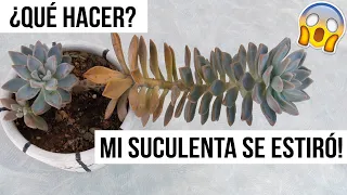 MI SUCULENTA SE ESTIRÓ! ¿QUE HACER CON CACTUS O SUCULENTAS ETIOLADAS?| MILICIENTA