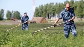 Приколы про ментов. Менты и трава