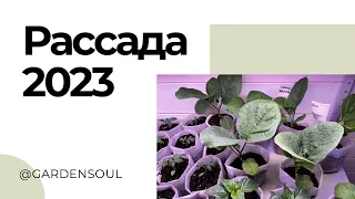 Моя рассада 2023