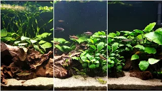 Anubias Aquarium. Water change and minor tweaks.