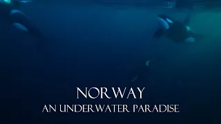Norway An Underwater Paradise