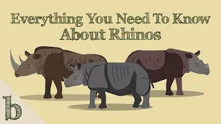 Everything You Need To Know About Rhinos | Wildlife Animation