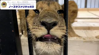 【生後4〜6ヶ月🦁】癒しの子ライオン3頭を紹介します！