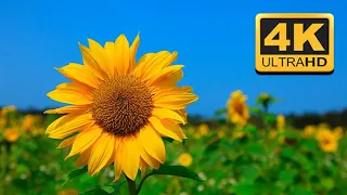 Sunflower Field and Cloudy Blue Sky 4k video ultra HD video