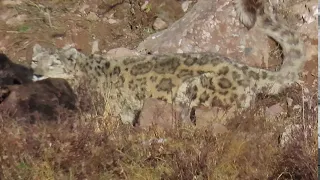 Snow Leopard guarding yak kill